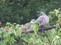 themos / Photos / Columba palumbus - Wood Pigeon