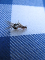 themos / Photos / Winged ants mating