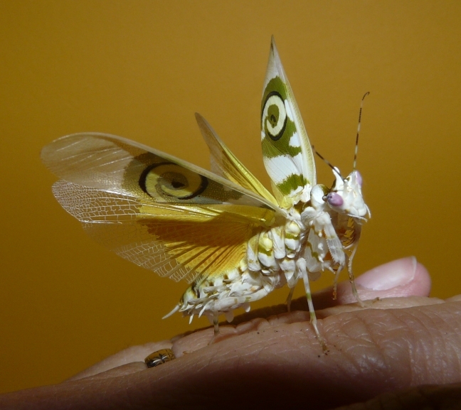 valkyrie / Photos / Petal1