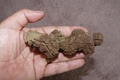valkyrie / Photos / Turtle poo
