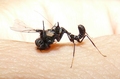valkyrie / Photos / Nymph Feeding1