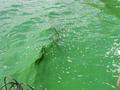 zhgutas / Photo / 